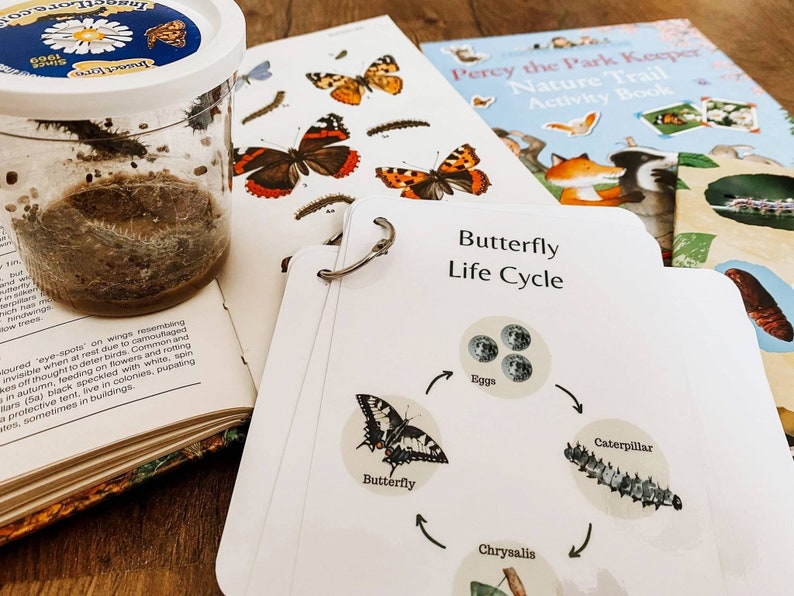 Flashcard Butterfly Life Cycle . Forest . Printable. Flash Cards
