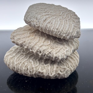 May include: Three off-white, textured coral pieces stacked on top of each other. The coral has a porous, wave-like pattern. The pieces are arranged to create a natural, decorative display.