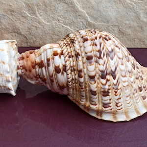 Conchiglia grande fetta di corno di tritone, conchiglia di mare Conus rara, grande conchiglia di tigre, tesoro marino, grandi conchiglie dell&#39;oceano naturale, decorazione di conchiglia