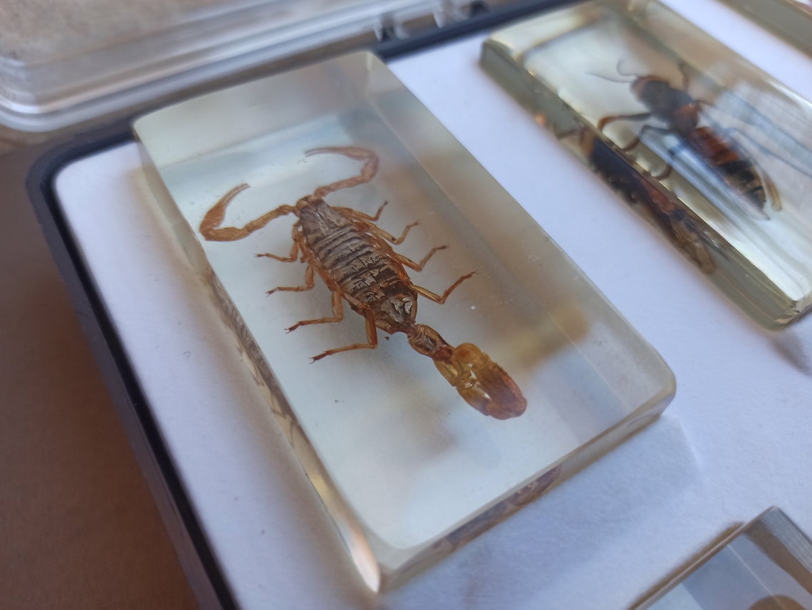 Taxidermy SET of 15 Vintage Insects Antique Paperweight Etsy