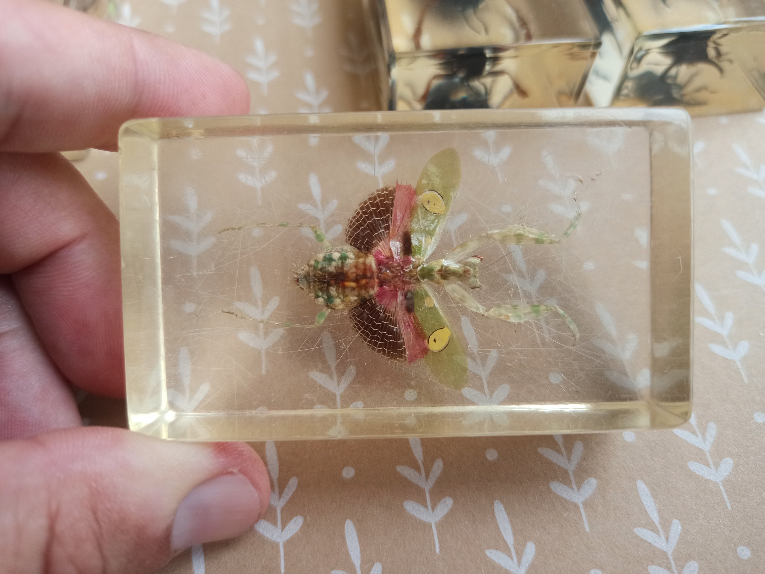 Vintage SET Taxidermy Insects Antique Paperweight Polymer Etsy