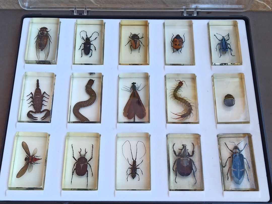 Taxidermy SET of 15 Vintage Insects Antique Paperweight Etsy