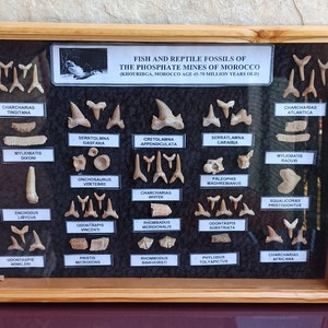 45-70 Million Years Old Fossil Shark Tooth, Jaws Shark, Raw Shark Teeth, Shark Mouth, Fossilised Real Mosasaurus Teeth