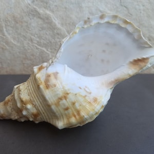 Conchiglia grande antica, conchiglia di mare Conus rara, grande conchiglia di tigre, tesoro marino, grandi conchiglie dell&#39;oceano naturale, decorazione di conchiglia