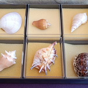Set di 6 conchiglie marine naturali, bellissime conchiglie, set di conchiglie vintage, enorme conchiglia oceanica, tesoro di conchiglie marine, conchiglie naturali, conchiglia marina