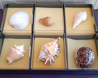 天然貝殻3個セット：海の貝、航海用装飾 - Etsy 日本