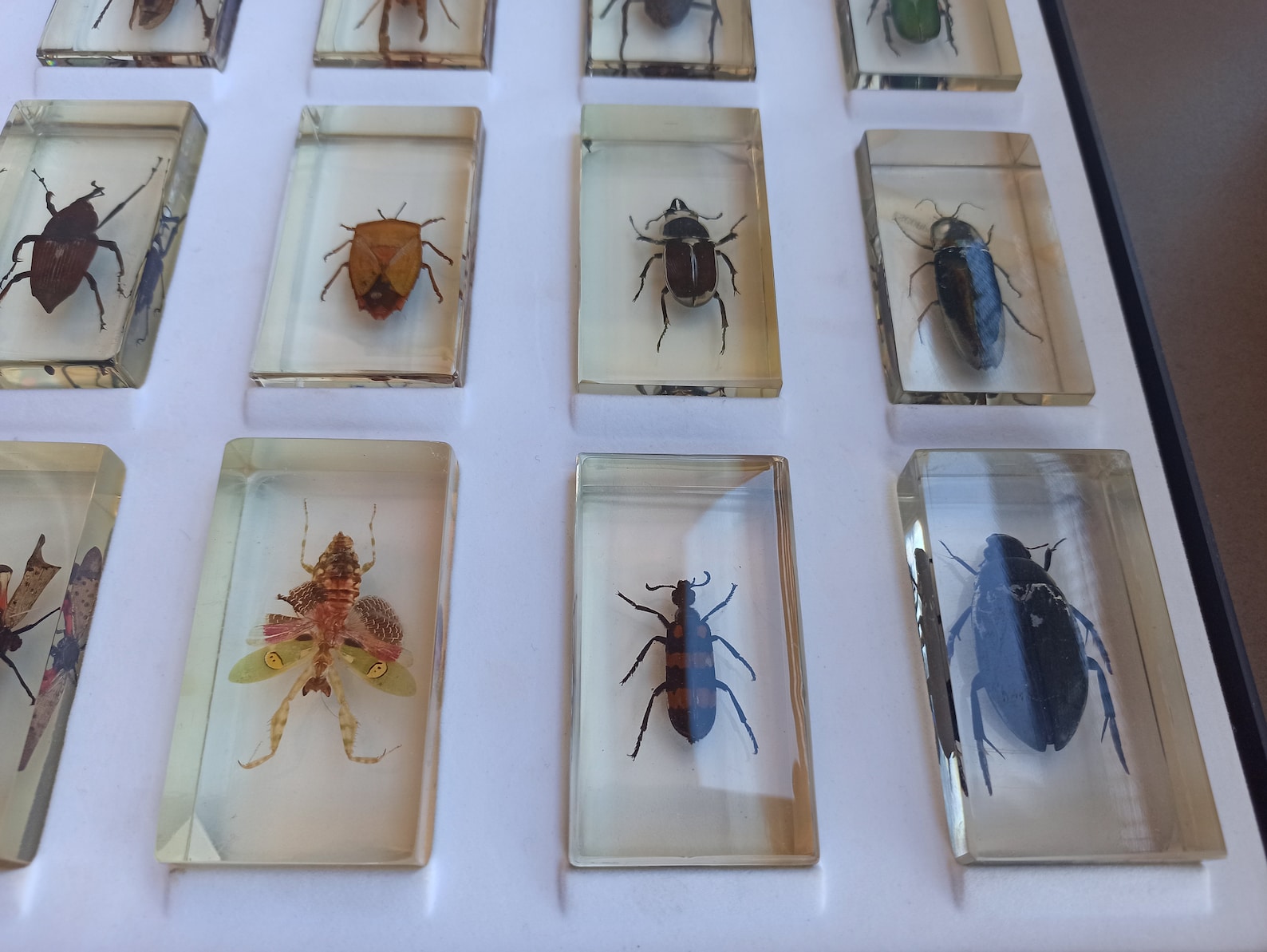 Taxidermy SET of 15 Vintage Insects Antique Paperweight Etsy