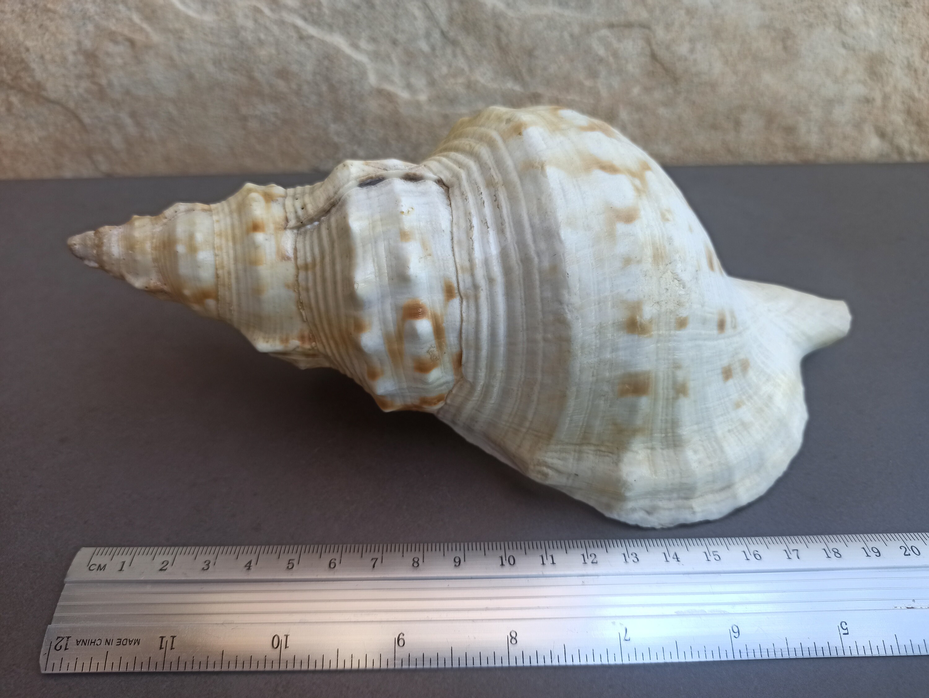 Antique Large Seashell, Rare Conus Sea Shell, Large Tiger Shell, Sea ...