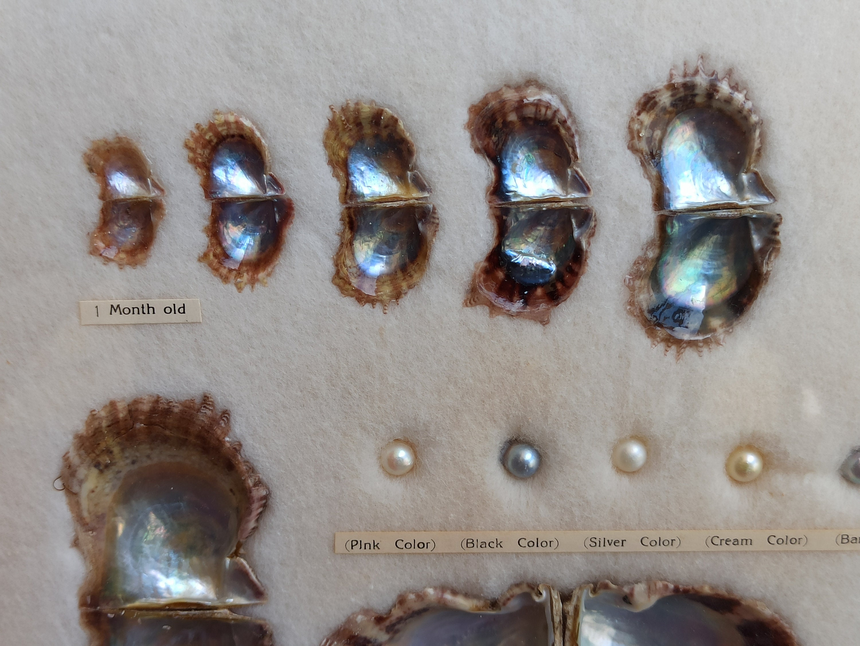 1940s KOGEI-SHA Oyster and Pearl Made in Japan, Pinc Pearl