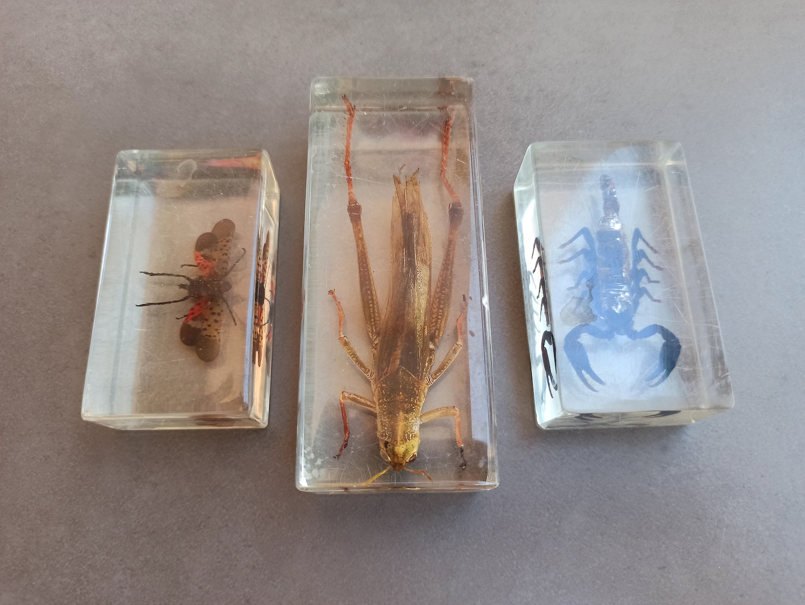 Antique Set Paperweight Taxidermy Insects Polymer Taxidermy Etsy