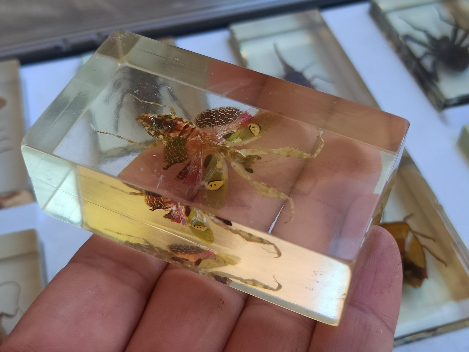 Taxidermy SET of 15 Vintage Insects Antique Paperweight Etsy