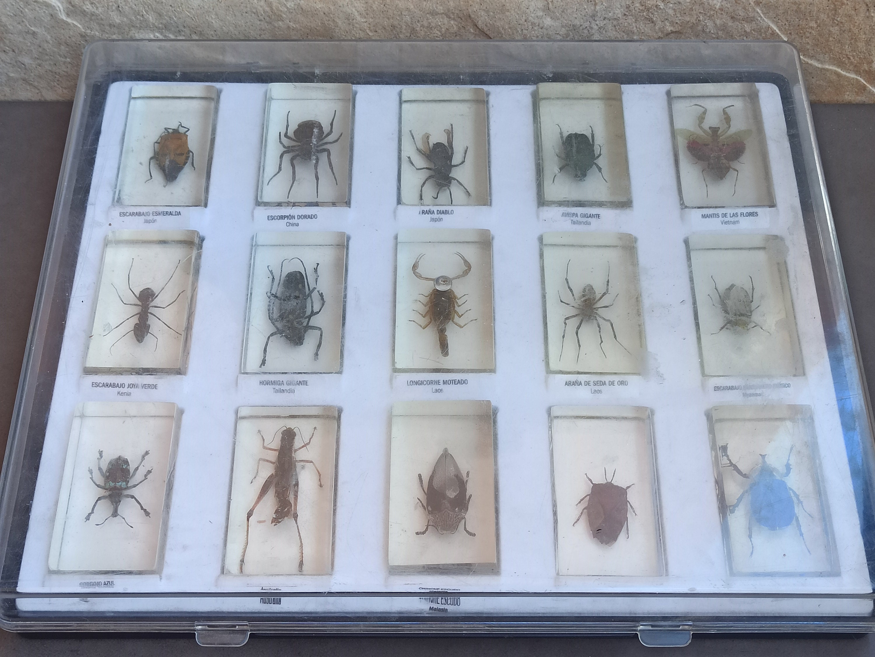 Taxidermy SET of 15, Vintage Insects, Antique Paperweight, Polymer ...