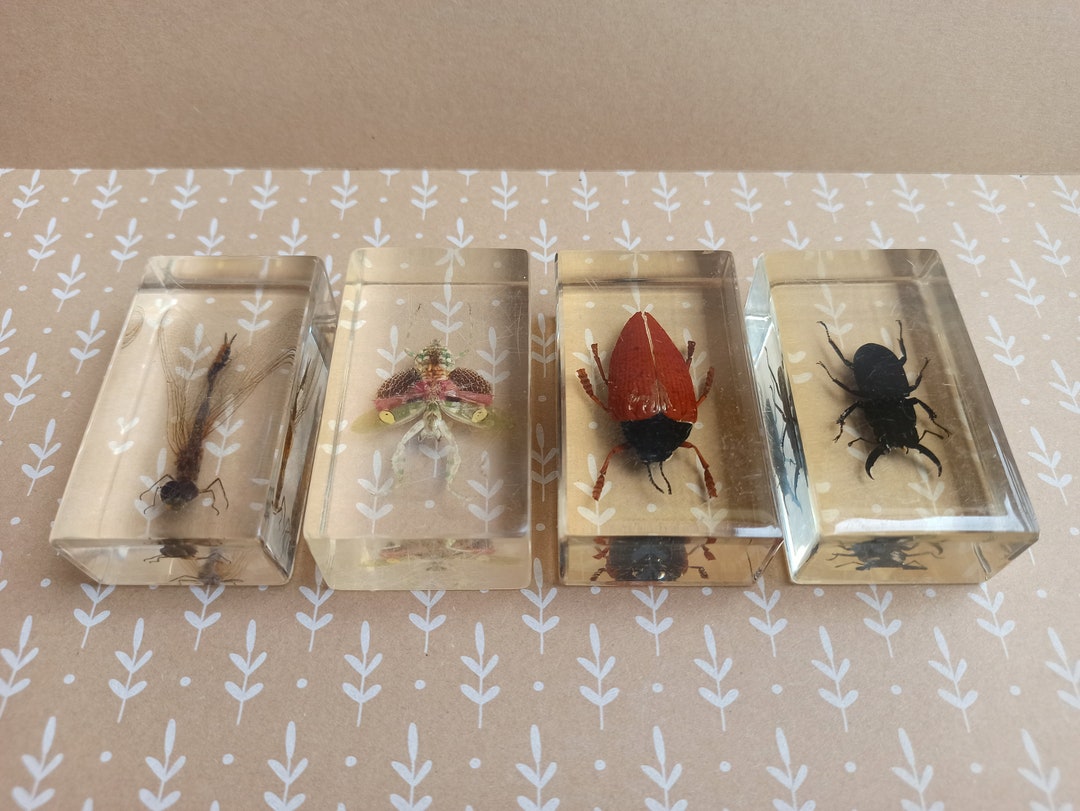 Vintage SET Taxidermy Insects Antique Paperweight Polymer Etsy