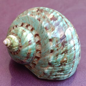 Könnte beinhalten: Eine große, spiralförmige Muschel mit glatter, glänzender Oberfläche. Die Schale weist eine Mischung aus Türkis, Braun und Weiß auf, wodurch ein marmorierter Effekt entsteht. Das spitze Ende der Schale ist hellgrün.