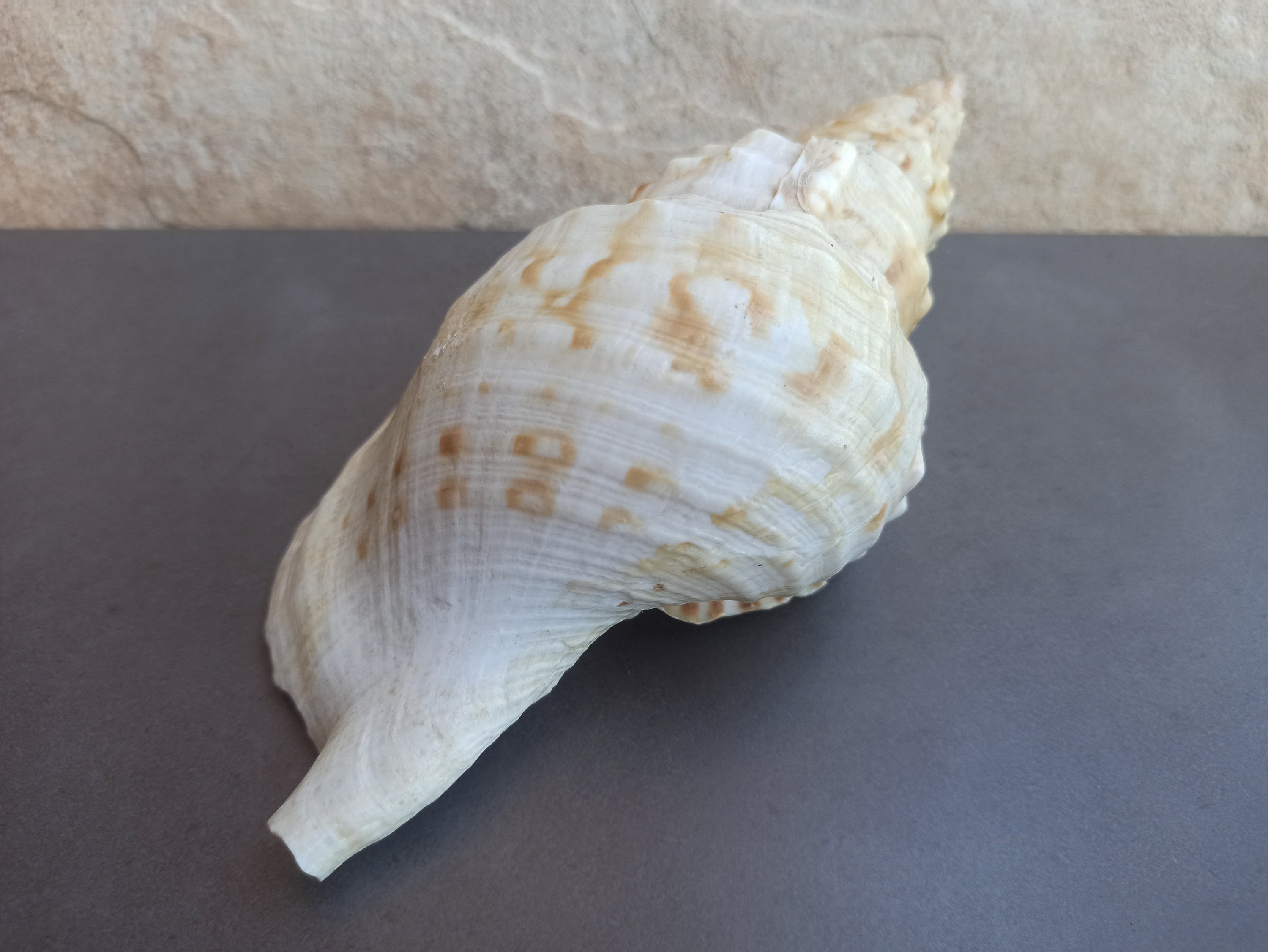 Antique Large Seashell, Rare Conus Sea Shell, Large Tiger Shell, Sea ...