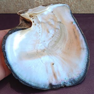 Könnte beinhalten: Eine große, irisierende Austernschale mit einer glatten, perlmuttartigen Innenfläche in Weiß-, Creme- und zarten Rosatönen. Der äußere Rand der Schale ist dunkel, strukturiert und rau, was einen Kontrast zur polierten, reflektierenden Innenseite bildet.
