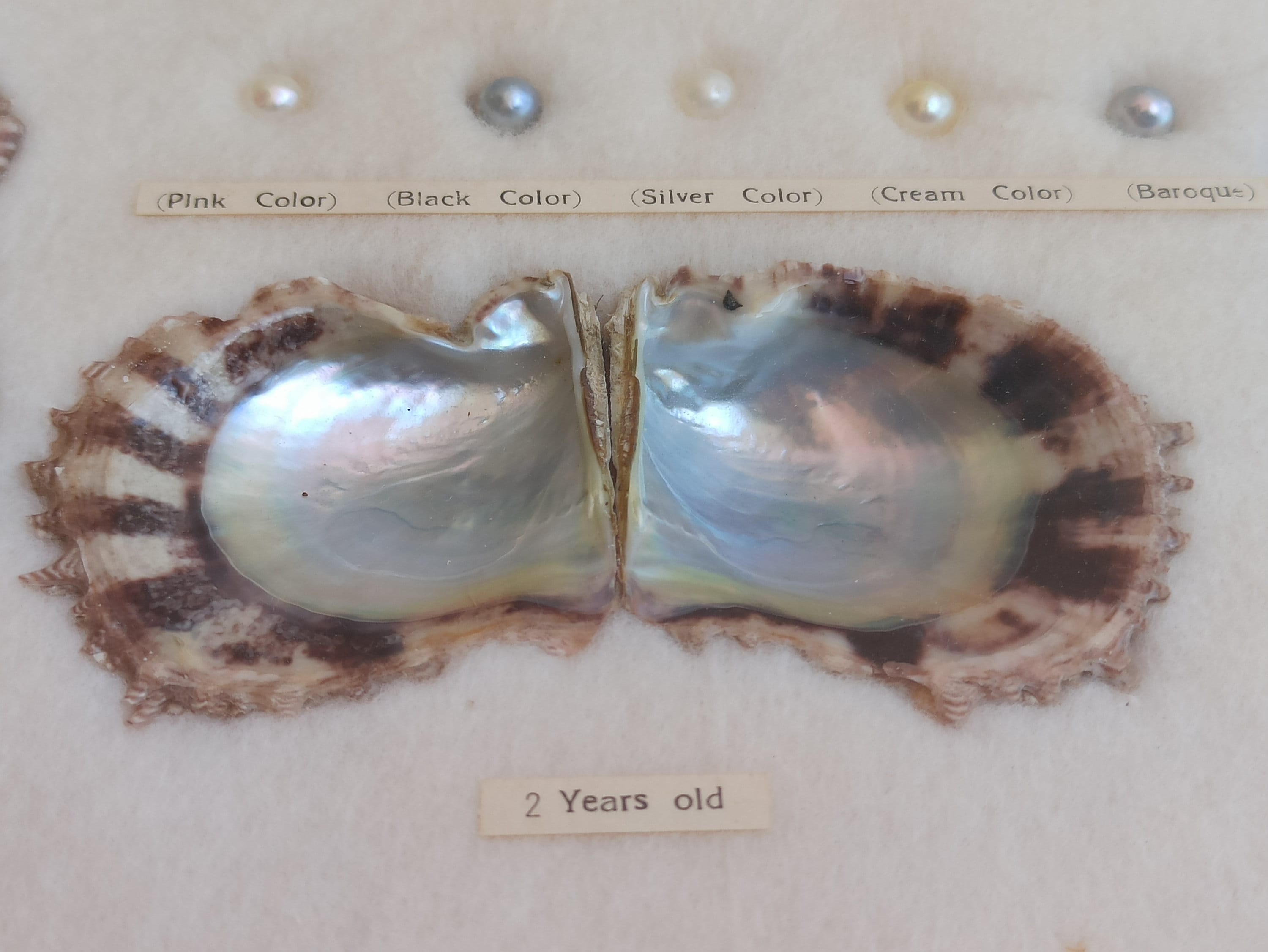 1940s KOGEI-SHA Oyster and Pearl Made in Japan, Pinc Pearl, Black 