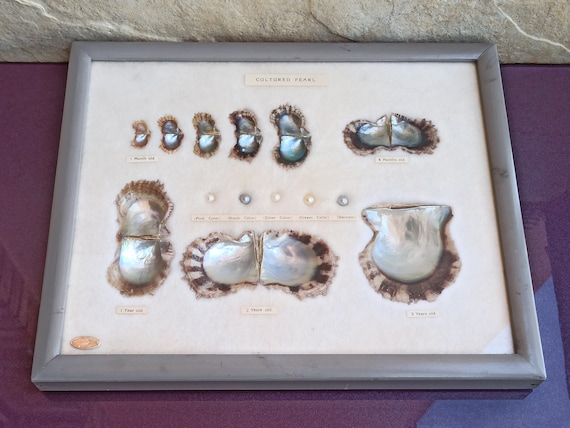 1940s KOGEI-SHA Oyster and Pearl Made in Japan, Pinc Pearl, Black