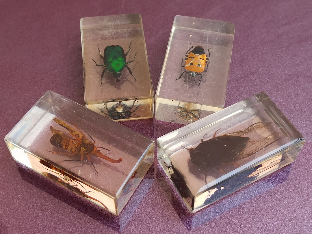 Taxidermy SET Insects Antique Paperweight Polymer Taxidermy Etsy