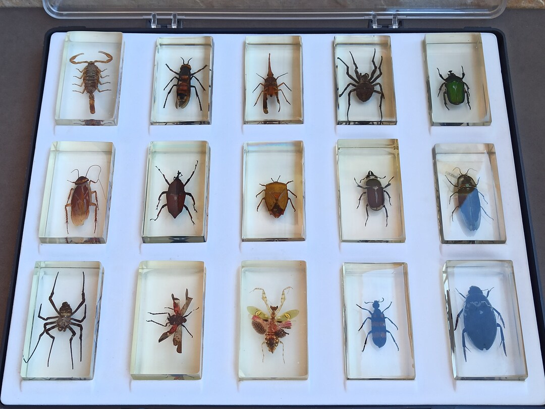 Taxidermy SET of 15 Vintage Insects Antique Paperweight Etsy