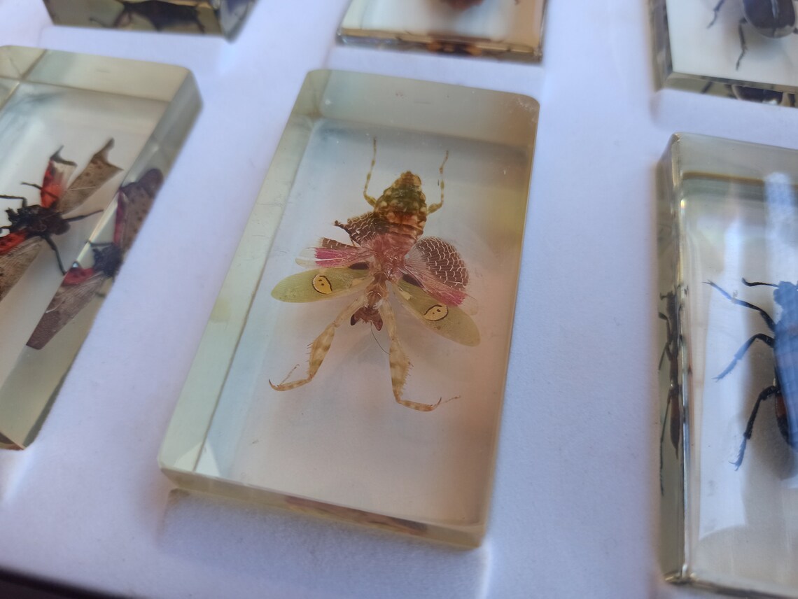 Taxidermy SET of 15 Vintage Insects Antique Paperweight Etsy