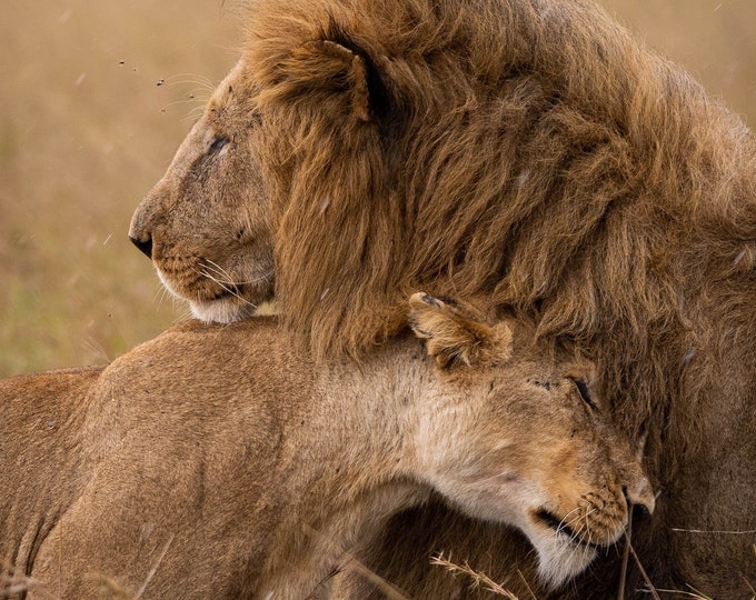 Lions Love, Lion and Lioness Hug Wildlife Photo Print / Lions Wall Art, Gift for Wedding, Animal Photography ,African Safari Wall Art