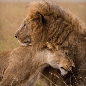 Lions Love, Lion and Lioness Hug Wildlife Photo Print / Lions Wall Art, Gift for Wedding, Animal Photography ,African Safari Wall Art