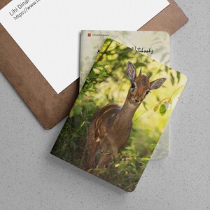 May include: A close-up photograph of a small, brown and white antelope with large ears standing in a lush green forest. The antelope is looking directly at the camera. The image is taken from a low angle, giving the viewer a sense of being eye-to-eye with the animal.