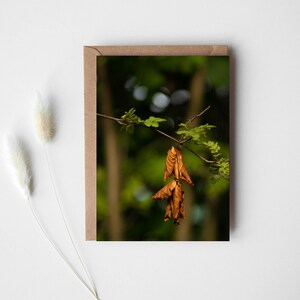 Feuilles d’automne Carte de vœux d’automne, Papeterie avec ma photographie, Papeterie d’automne, carte postale