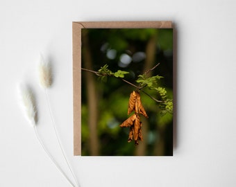 Autumn Leaves Autumn Greeting Card, Stationary with my photography, fall stationary, postcard