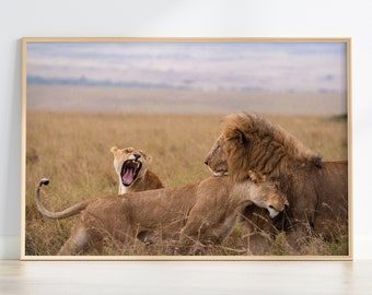 Three Lions Photography Print  / Wildlife Photography, African Safari Wall Art, Wild Animals, Lions Wall Art, Lioness Photo