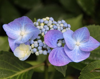 Two Purple Flowers Fine Art Photography Print / Spring Vibes, Nature , Romantic, Wall Art, Gift for Mother's Day