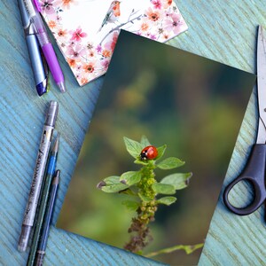 May include: A close-up of a ladybug on a green plant with a blurred background. The ladybug is red with black spots.
