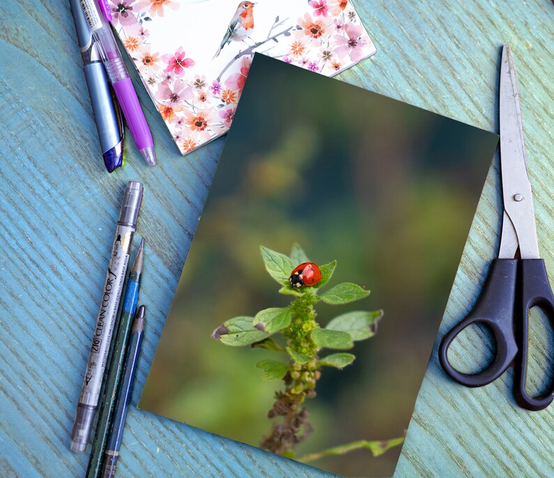 May include: A close-up of a ladybug on a green plant with a blurred background. The ladybug is red with black spots.