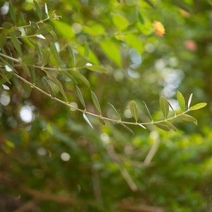 Olive tree leaves Fine Art Photography Print / Spring Vibes, Trees, Nature Posters, Rays of Sunshine, Large Wall Decor, Forest Lovers