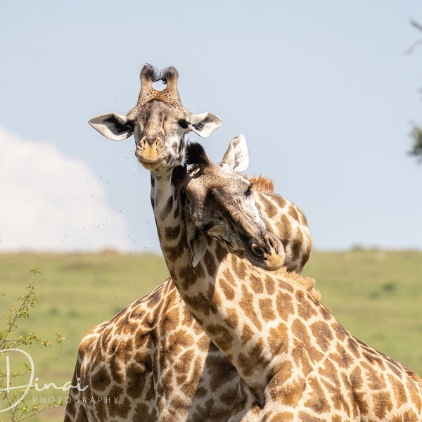Giraffe Picture, Fine Art Photography PRINTABLE WALL ART , Wildlife, Animal Photography, African Safari, Photo Print Digital Download