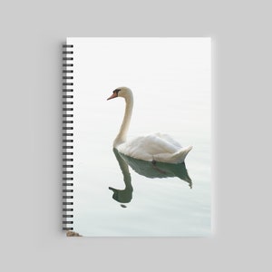May include: A white swan with a long neck and black eyes swims in calm, clear water. The swan's reflection is visible in the water.