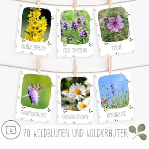 70 flashcards flores silvestres y hierbas silvestres para imprimir en pdf, flashcards Montessori, flashcards preescolar y primaria, descargar