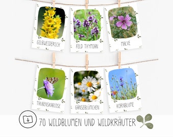 Puede incluir: Un conjunto de seis tarjetas con imágenes de diferentes flores silvestres y sus nombres en alemán. Las tarjetas están colgadas de una cuerda con pinzas. El texto en la parte inferior de la imagen dice "70 Wildblumen und Wildkräuter".