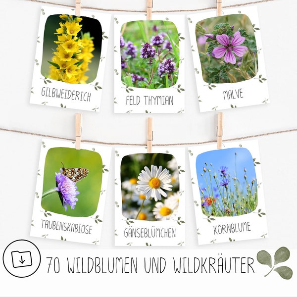 70 Lernkarten Wildblumen und Wildkräuter zum Ausdrucken pdf, Montessori Lernkarten, Flashcards Vorschule und Grundschule, download