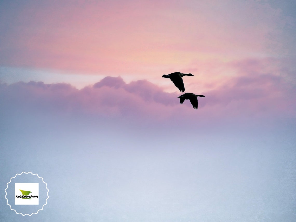 Flying Together Birds Flying Bird Photography Geese Etsy