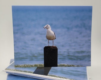 Long Branch Seagull