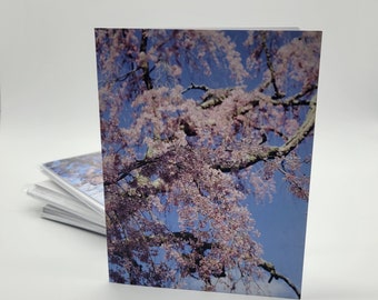 Cherry blossoms notecards