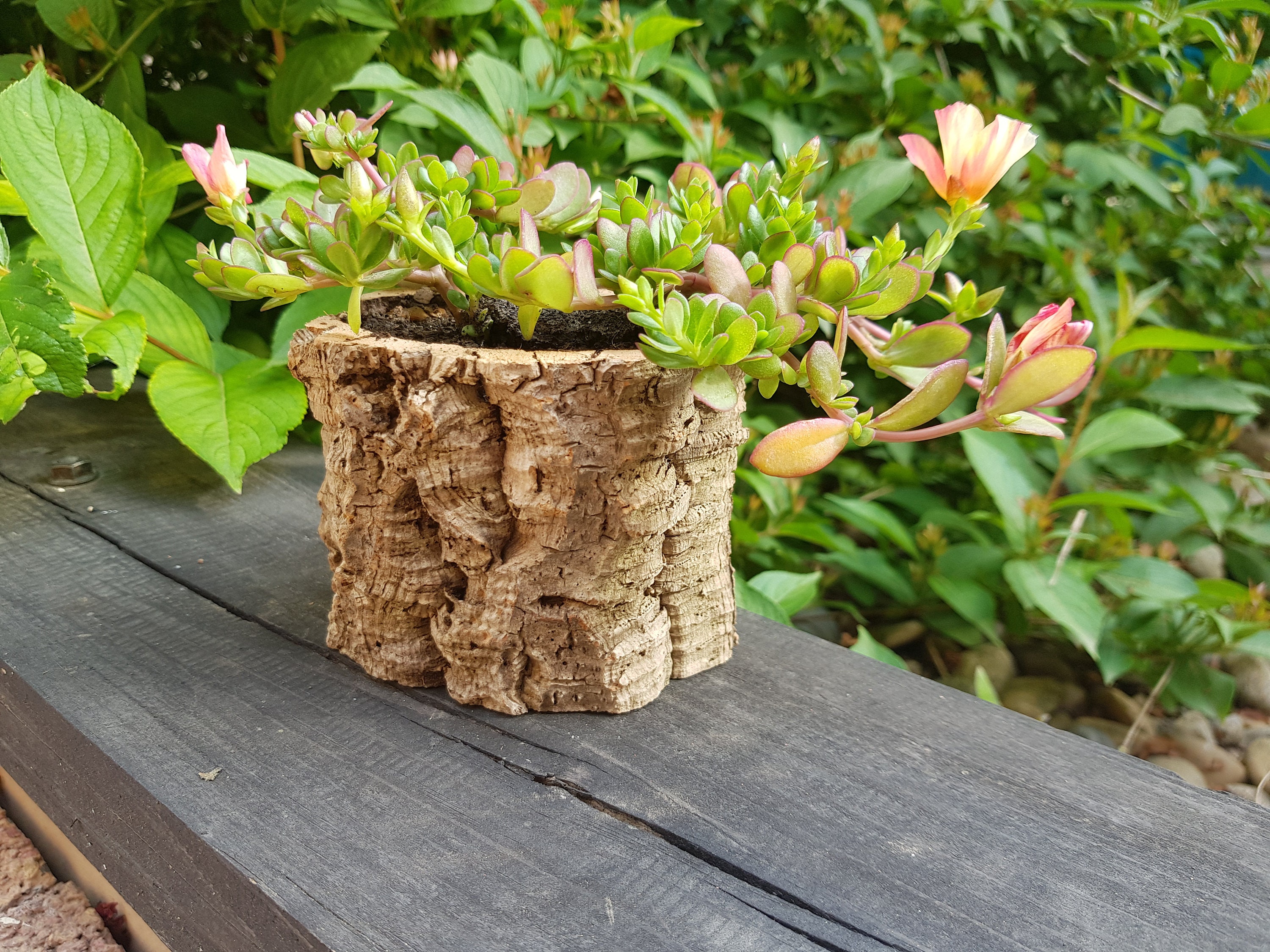 Set of 4 pots. Natural cork bark unique Cork bark Flower Etsy