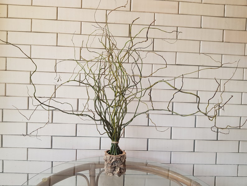 Curly Willow Branches twigs twisted twigs sticks twisted Etsy