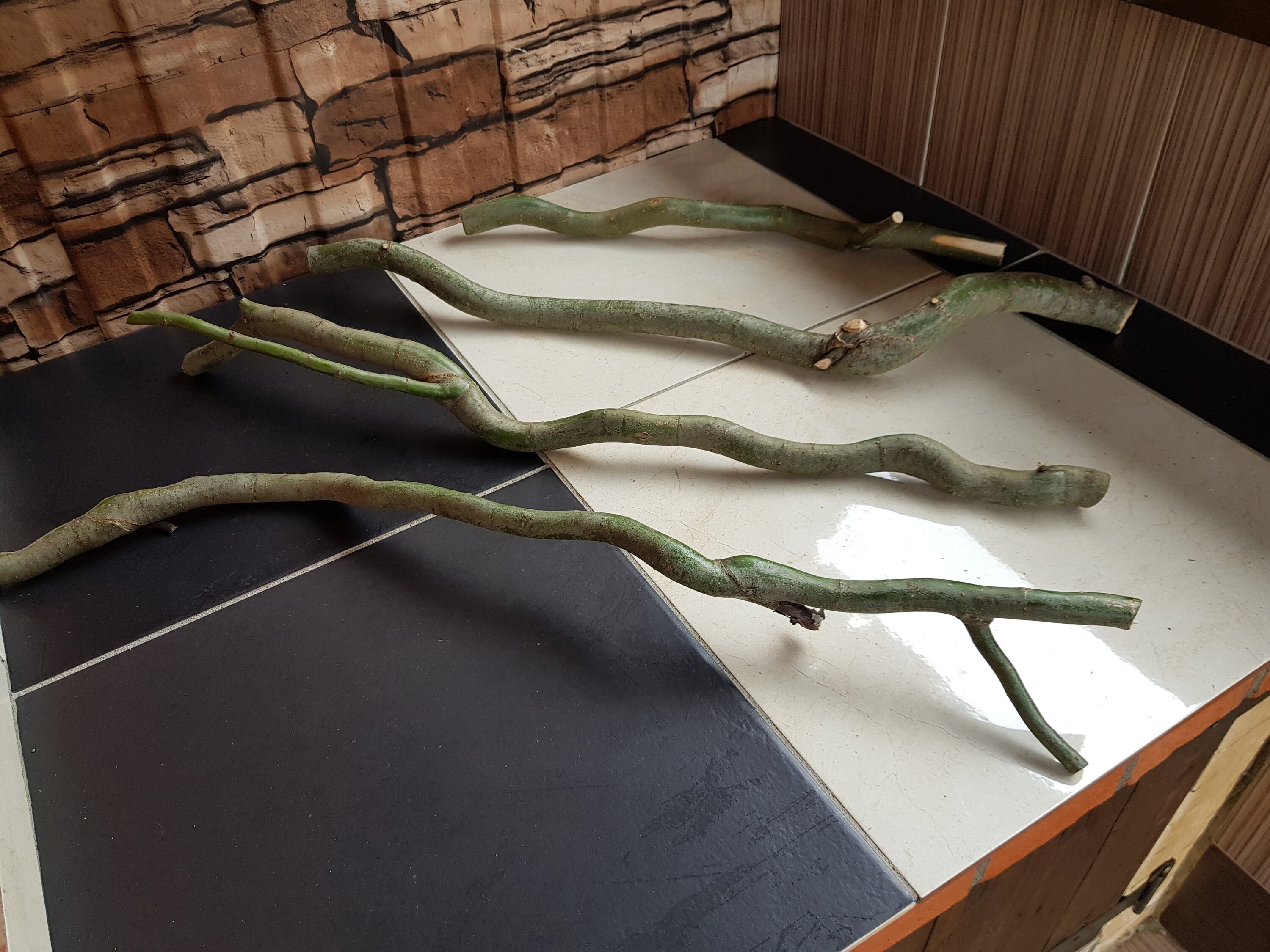 Twisted branches Curly Willow Branches twigs twisted Etsy