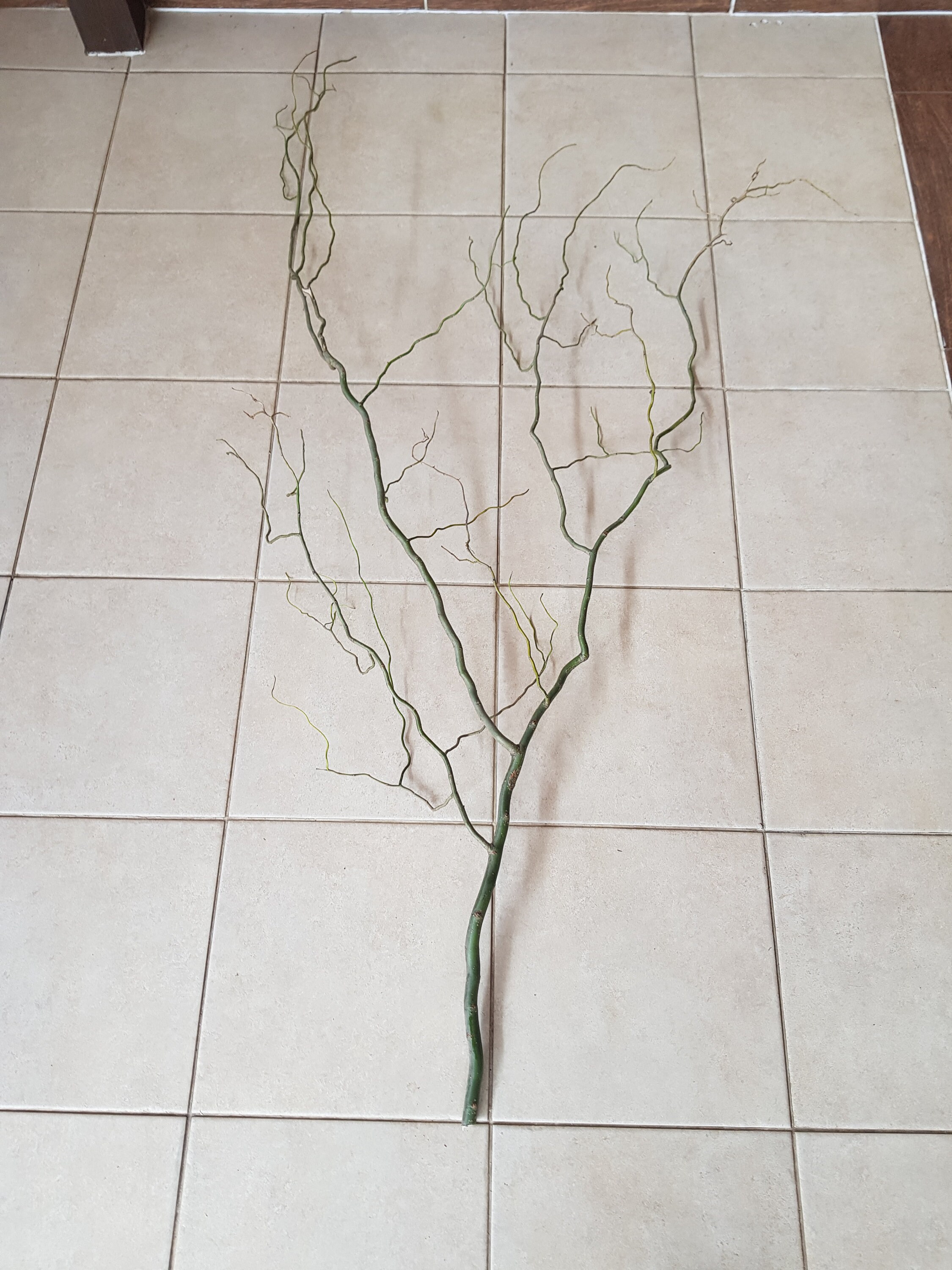 Curly Willow Branches twigs twisted twigs sticks twisted Etsy