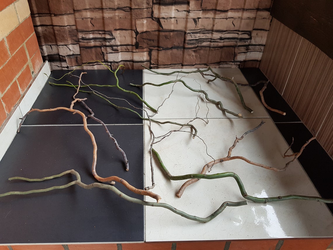 Twisted branches Curly Willow Branches twigs twisted Etsy