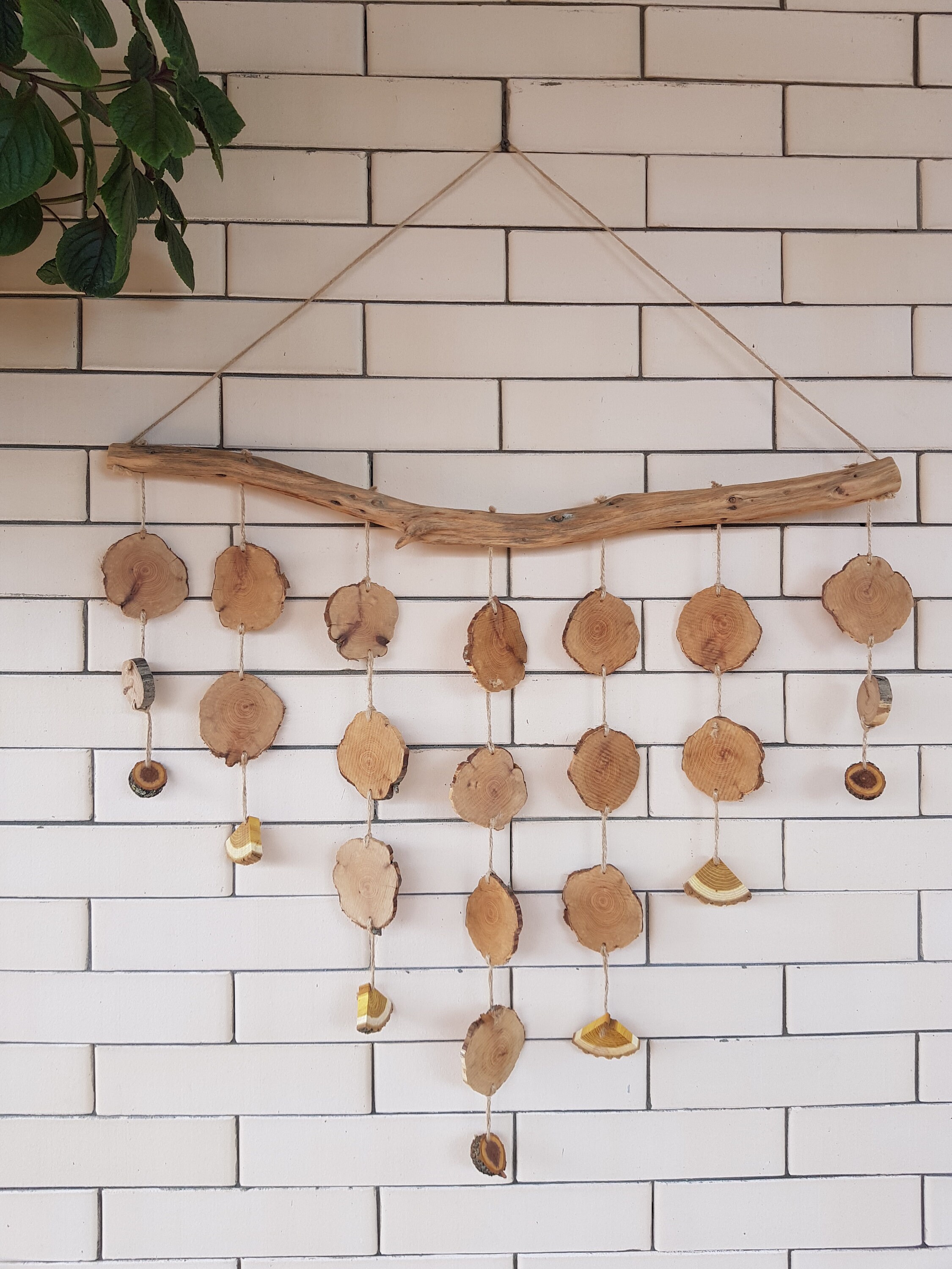 Juniper wood juniper wood slices Wood slices wall art Etsy