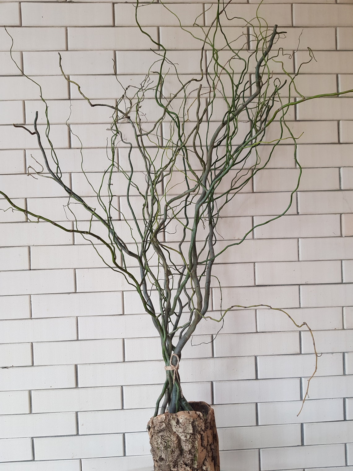 Curly Willow Branches twigs twisted twigs sticks twisted Etsy